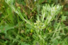 Filago pyramidata_Roger Vila CC BY-NC