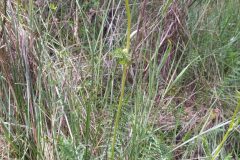 Filipendula vulgaris_Merce Vallicrosa CC BY-NC