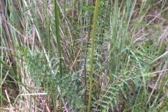 Filipendula vulgaris_Merce Vallicrosa CC BY-NC