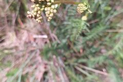 Filipendula vulgaris_Merce Vallicrosa CC BY-NC