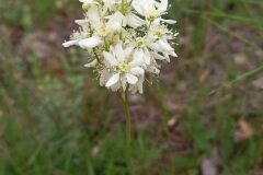 Filipendula vulgaris_Neus Julia CC BY-SA