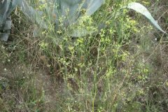 Foeniculum vulgare_Jordi Puyuelo