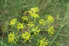 Foeniculum vulgare_Jordi Puyuelo