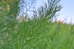 Foeniculum vulgare_Kris Van Puymbroeck