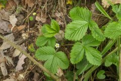 Fragaria vesca vesca_Katarzyna Zarnowiec CC BY-SA