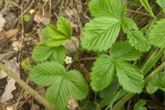 Fragaria vesca vesca_Katarzyna Zarnowiec CC BY-SA