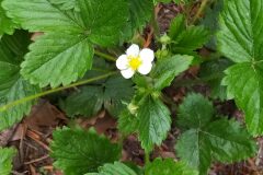 Fragaria vesca vesca_Merce Vallicrosa CC BY-NC