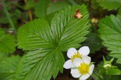 Fragaria vesca vesca_Merce Vallicrosa CC BY-NC