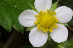 Fragaria vesca vesca_Merce Vallicrosa CC BY-NC