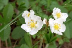Fragaria vesca vesca_Neus Julia 