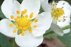 Fragaria vesca vesca_Neus Julia 