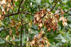 Fraxinus angustifolia_Joaquim Reberte