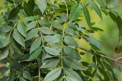 Fraxinus angustifolia_Joaquim Reberte