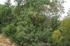 Fraxinus angustifolia_Joaquim Reberte