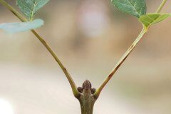Fraxinus angustifolia_Joaquim Reberte