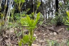 Fraxinus angustifolia_Jordi Bassi