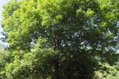 Fraxinus excelsior excelsior_Joaquim Reberte
