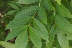 Fraxinus excelsior excelsior_Joaquim Reberte