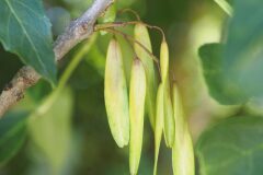Fraxinus excelsior excelsior_Joaquim Reberte