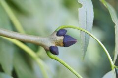 Fraxinus excelsior excelsior_Joaquim Reberte