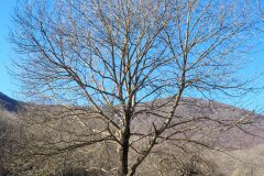Fraxinus excelsior excelsior_Joaquim Reberte