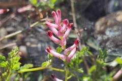 Fumaria bastardii_Angels Delgado