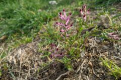 Fumaria bastardii_Katarzyna Zarnowiec CC BY-SA