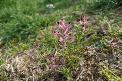 Fumaria bastardii_Katarzyna Zarnowiec CC BY-SA