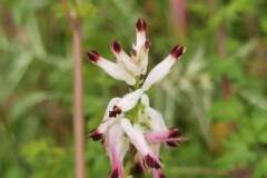 Fumaria capreolata_Angels Delgado