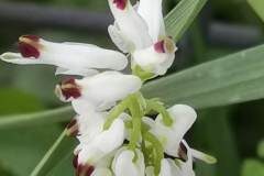 Fumaria capreolata_Angels Delgado