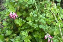 Fumaria capreolata_Jordi Bassi