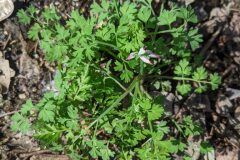 Fumaria capreolata_Katarzyna Zarnowiec CC BY-SA