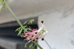 Fumaria capreolata_Lourdes Siles