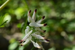 Fumaria capreolata_Margarida Vila CC BY-NC