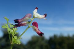 Fumaria capreolata_Margarida Vila CC BY-NC