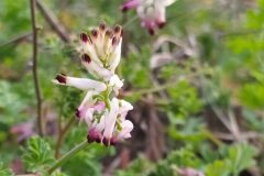 Fumaria capreolata_Merce Vallicrosa CC BY-NC