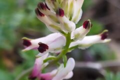 Fumaria capreolata_Merce Vallicrosa CC BY-NC