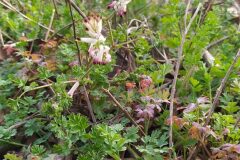 Fumaria capreolata_Merce Vallicrosa CC BY-NC