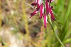 Fumaria capreolata_Merce Vallicrosa CC BY-NC