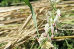 Fumaria capreolata_Pep Alboquers