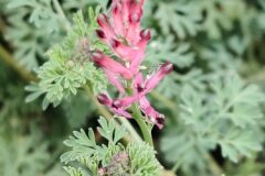 Fumaria officinalis officinalis_Joaquim Reberte CC BY-NC