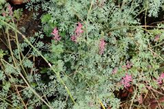 Fumaria officinalis officinalis_Joaquim Reberte CC BY-NC