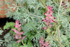 Fumaria officinalis officinalis_Joaquim Reberte CC BY-NC