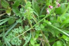 Fumaria officinalis officinalis_Jordi Puyuelo