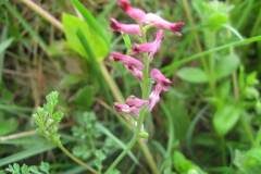 Fumaria officinalis officinalis_Jordi Puyuelo