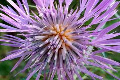 Galactites tomentosus_Antoni Puig