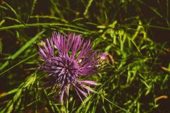 Galactites tomentosus_Diana Gali