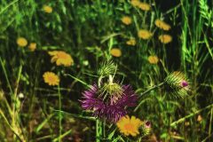 Galactites tomentosus_Diana Gali