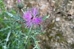 Galactites tomentosus_Jordi Bassi