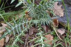 Galactites tomentosus_Katarzyna Zarnowiec CC BY-SA